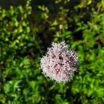 Valeriana sitchensis Flower