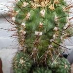 Copiapoa montana Leaf