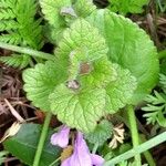 Glechoma hederacea Blad