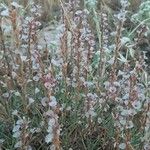 Epifagus virginiana Blad