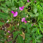 Desmodium paniculatum Květ