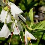 Halesia carolina Cvet