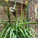 Kniphofia × praecox फूल