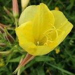 Oenothera glazioviana 花