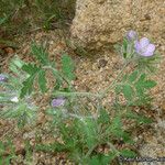 Phacelia cryptantha Хабит