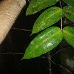 Mouriri sideroxylon Лист