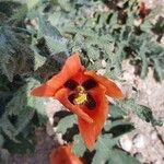 Glaucium corniculatum Flor