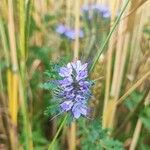 Phacelia tanacetifoliaFlower