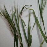 Bromus racemosus Ffrwyth