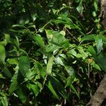 Solanum bahamense Otro