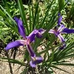 Iris spuria Flower