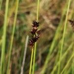 Carex appropinquata Blodyn