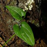 Maianthemum bifolium Облик