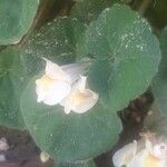 Asarina procumbens Kvet
