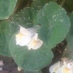 Asarina procumbens Flower