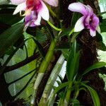Dendrobium bigibbum Habit
