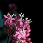 Fuchsia arborescens Çiçek