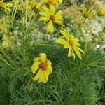 Coreopsis gigantea Blodyn