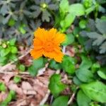 Coreopsis auriculata Flor