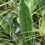 Pilosella cymosa Leaf