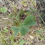 Abutilon mauritianum Ліст