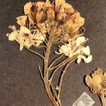 Erucastrum gallicum Flower