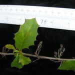 Berberis asiatica Habitus