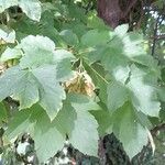 Acer pseudoplatanus Листок