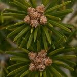 Abies lasiocarpa Foglia