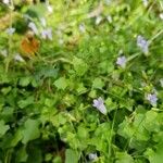 Wahlenbergia hederacea Flor