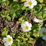 Oxalis purpurea Flor