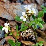 Cardamine resedifolia Žiedas