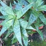 Aloe maculata Leaf