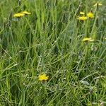 Podospermum laciniatum Habit