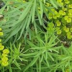 Euphorbia segetalis পাতা