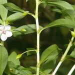 Sauvagesia erecta Leaf