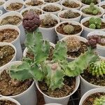 Caralluma arabica Hoja