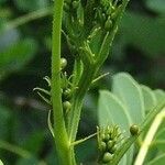 Senna marilandica Flower