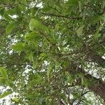 Quercus rubra Hábito