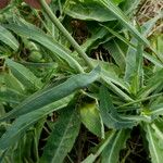 Sonchus maritimus برگ