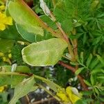 Euphorbia marginata Blatt