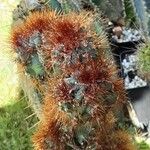 Cereus repandus Листок