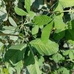 Crotalaria pallida Лист
