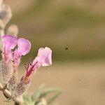 Teucrium subspinosum Blomma