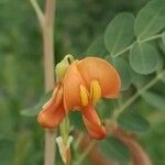 Colutea orientalis Blomst