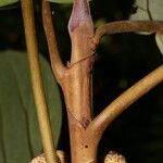Coussapoa villosa Bark