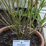 Asclepias angustifolia Bark