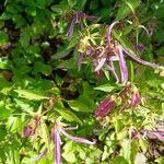 Campanula punctata Blomma