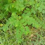Phyllanthus niruri 葉