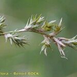 Carex pseudobrizoides Fruit